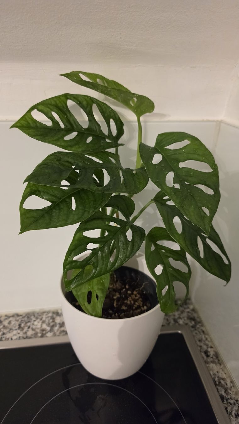 Piante & sementi: Monstera Adansonii – Nuovo (secondo la descrizione) da Hausen am Albis venduto da M.Kurz