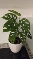Monstera Adansonii