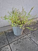 Minze im Kübel