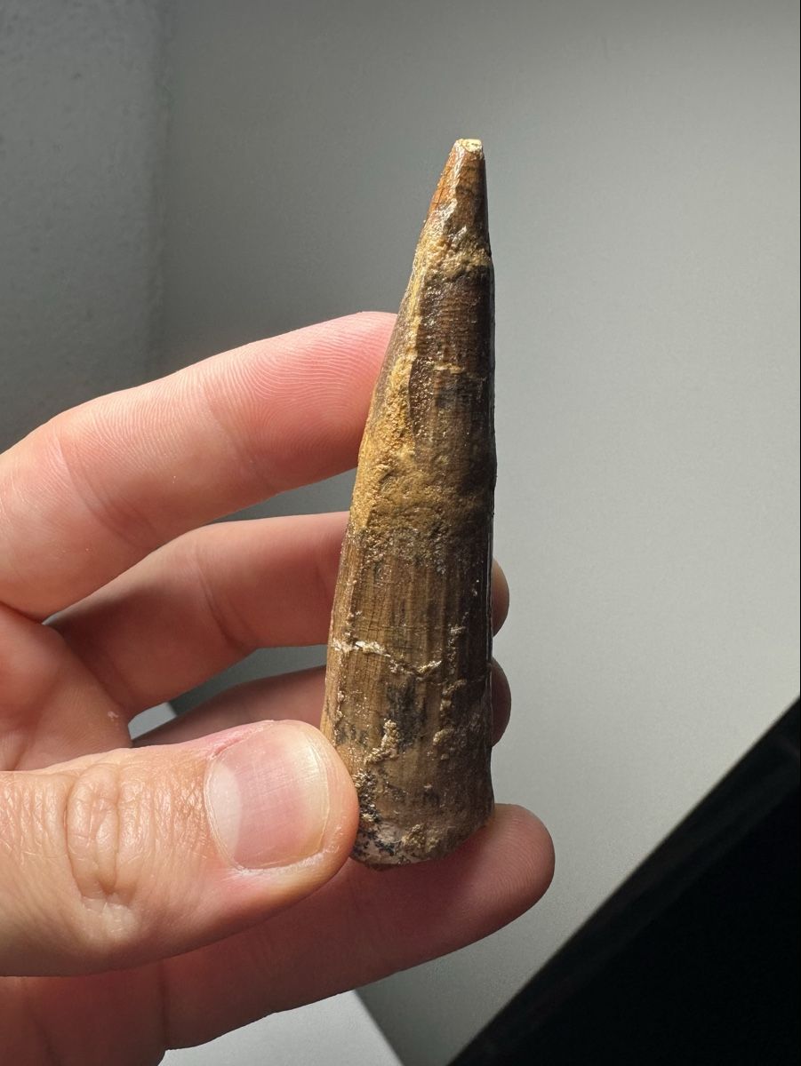 Fossili: Fossiler Spinosaurus aegyptiacus Zahn – Usato da Lutzenberg venduto da CS65 4
