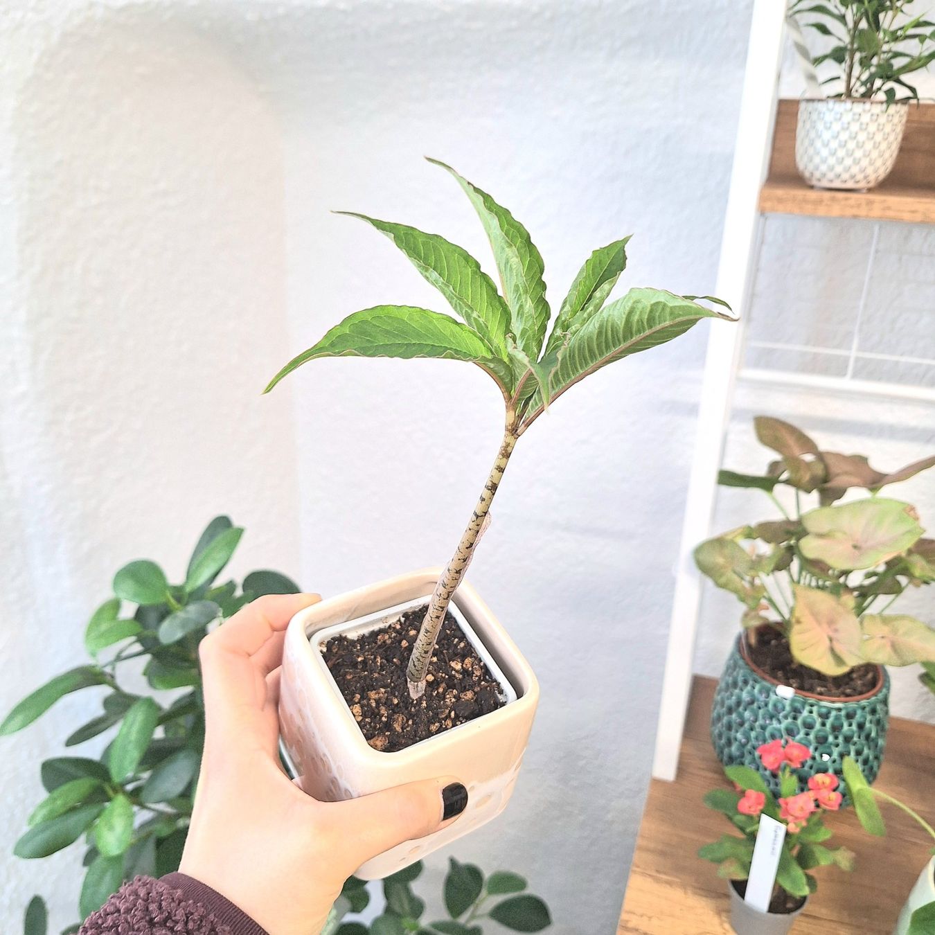 Piante & sementi: Amorphophallus bulbifer – Nuovo (secondo la descrizione) da Neuchâtel venduto da laureen-h