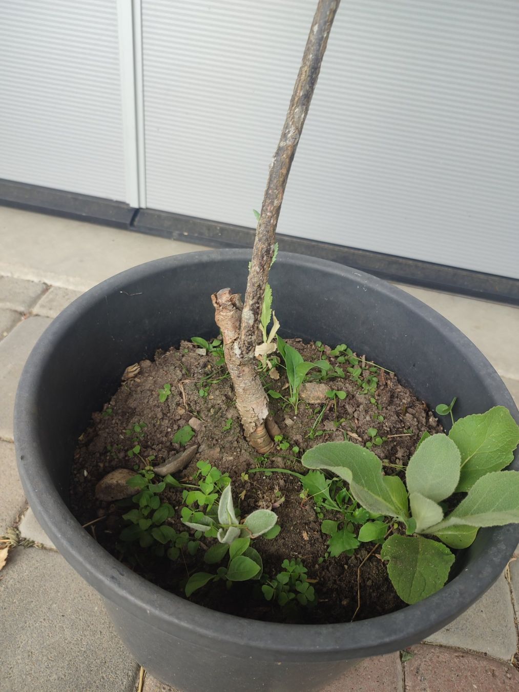 Pflanzen & Samen: Geweihbaum, Gymnocladus dioicus, Schattenbaum – Gebraucht aus Hüswil von benigreen01 3