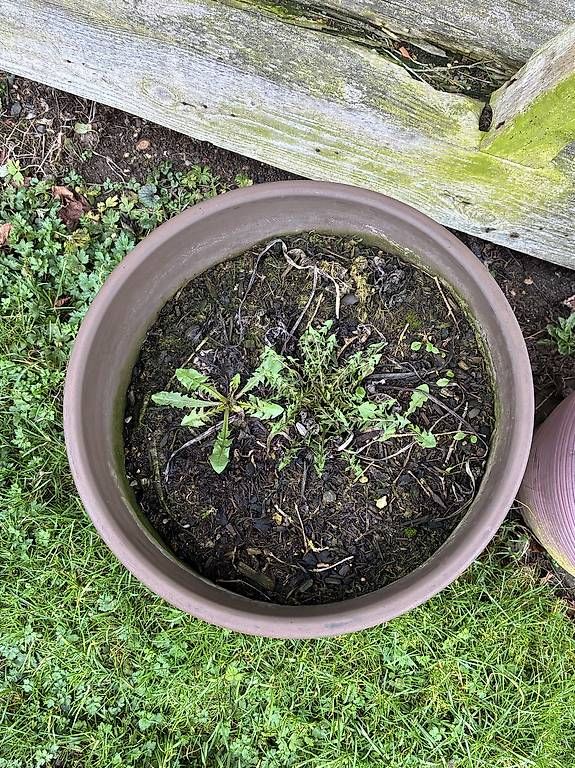 Pots de fleurs: Blumentopf winterhart 45 H, 38 Durchmesser  – D'occasion à Knutwil par Momon 1