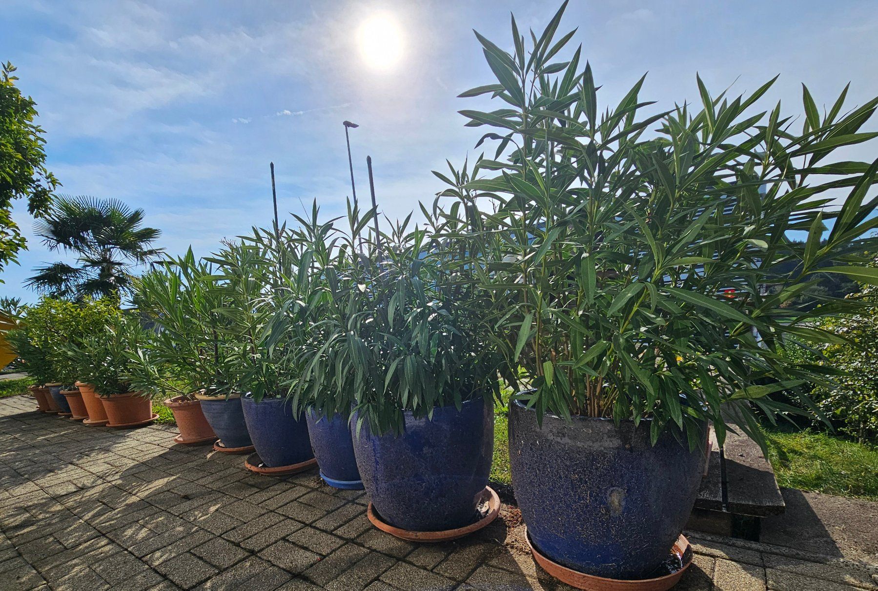 Pflanzen & Samen: Oleander im Topf Preis pro Stück – Gebraucht aus Rain von Rasala3 1
