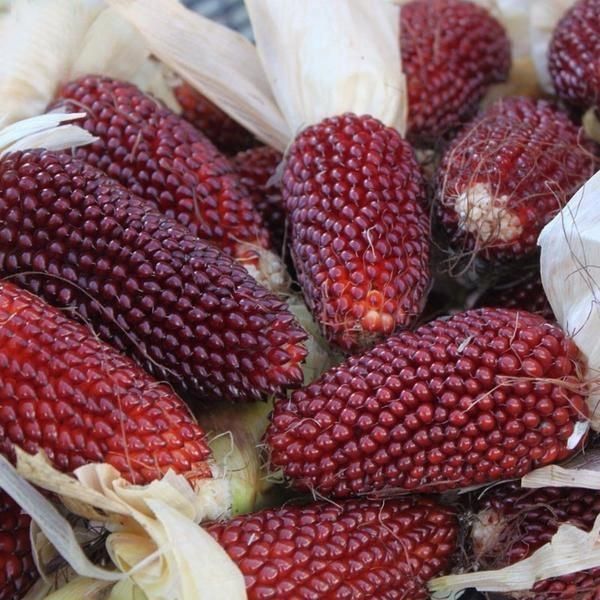 Piante & sementi: 40 Samen STRAWBERRY CORN Mais – Nuovo (secondo la descrizione) da Ehrendingen venduto da VerveinaSamen