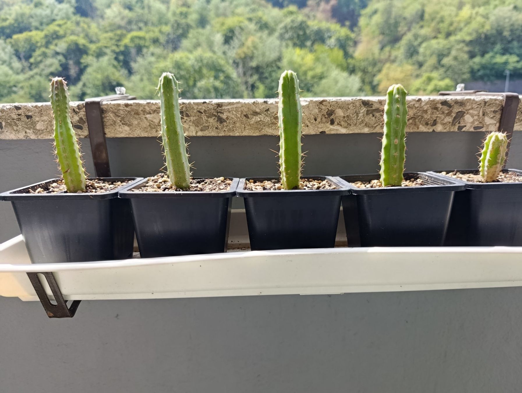 Pflanzen & Samen: 5 junge Kakteen – Gebraucht aus Chiasso von Kaktus9