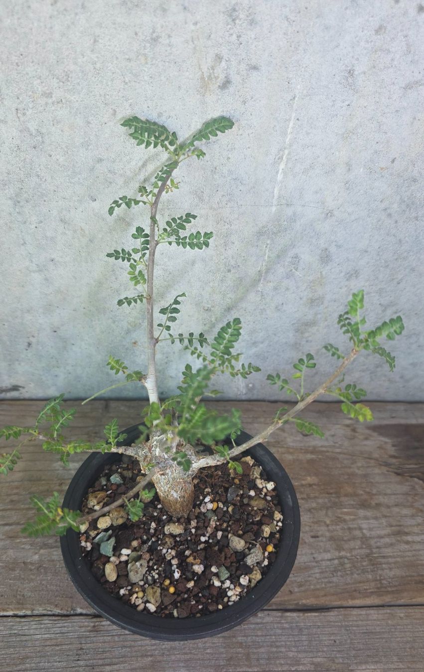 Piante & sementi: **Rarität** Boswellia neglecta – Nuovo (secondo la descrizione) da St.Erhard venduto da Plumilandschweiz 1