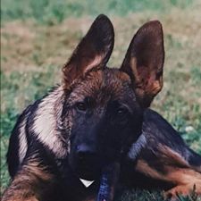 Profile image of Lupo0418
