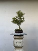 Acer palmatum Jerre Schwartz mit Bonsaischale AB 1.- ! 