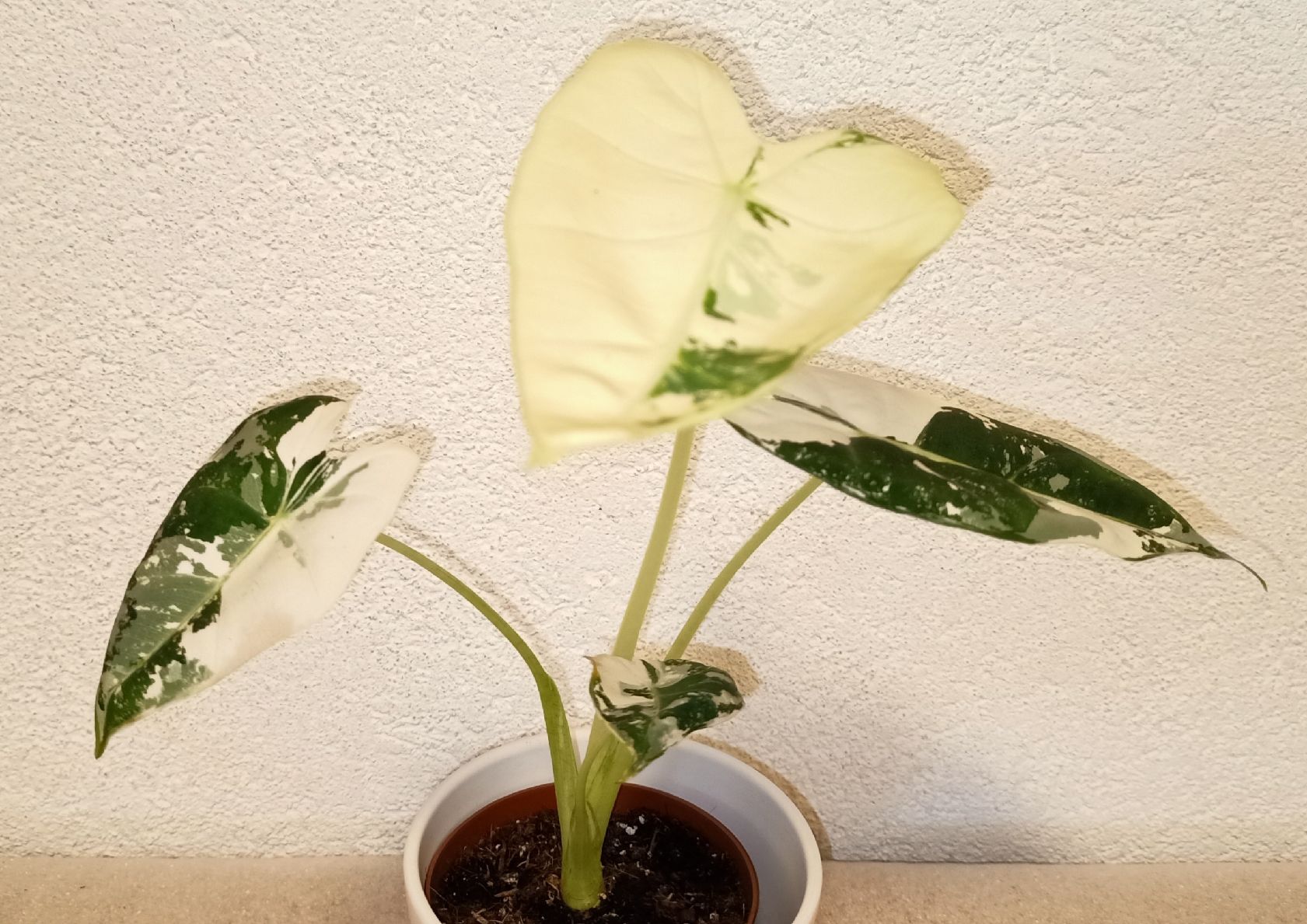 Piante & sementi: Alocasia Frydek Variegata – Nuovo (secondo la descrizione) da schöftland venduto da UniquePlants