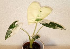 Alocasia Frydek Variegata 