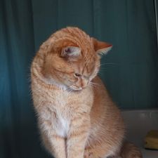 Profile image of Kruxi