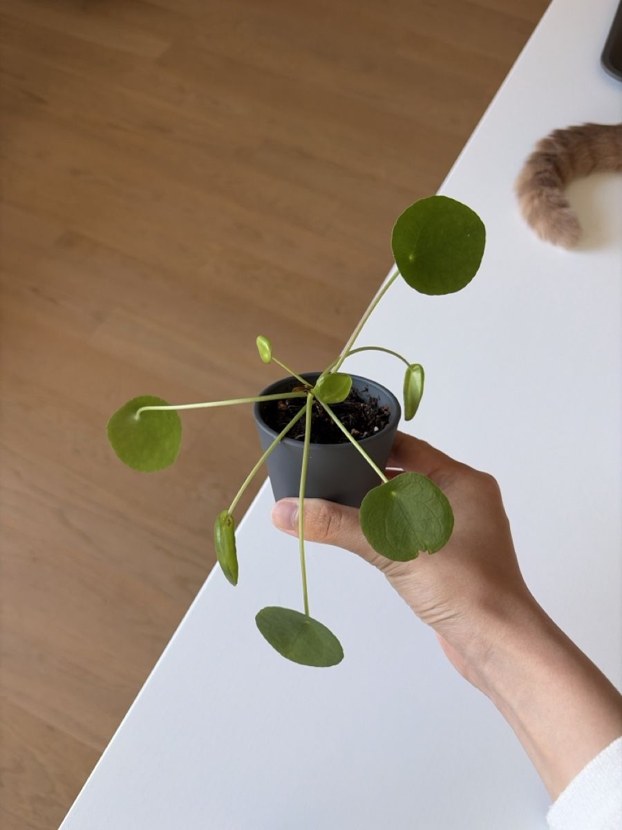 Piante & sementi: houseplant – Usato da Zürich venduto da dan_6psg 1