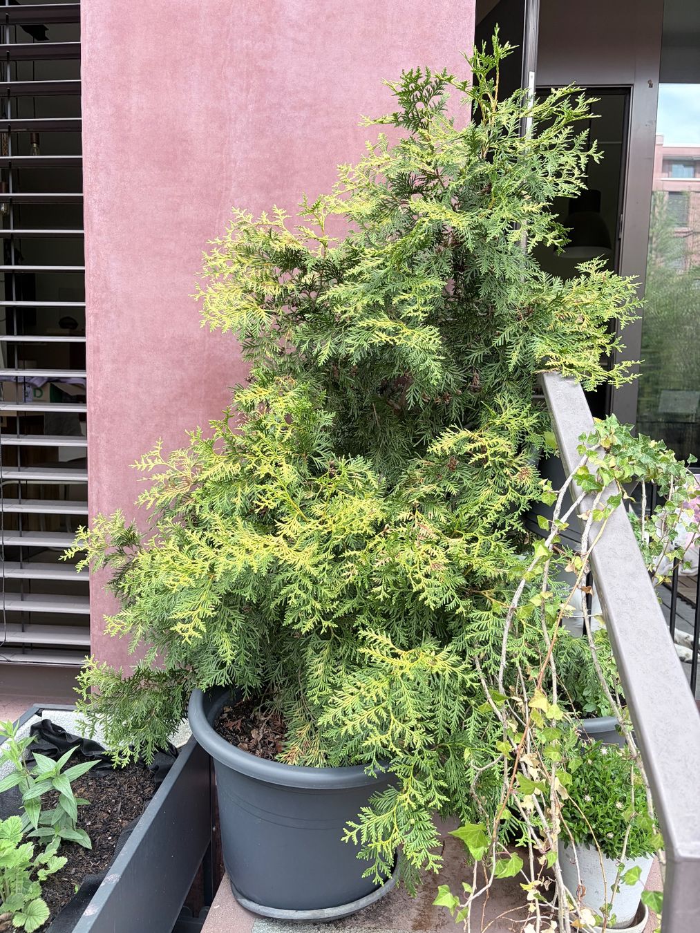 Piante & sementi: Thuja im Topf, 115cm – Usato da Winterthur venduto da cla_mwp8