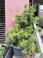Thuja im Topf, 115cm