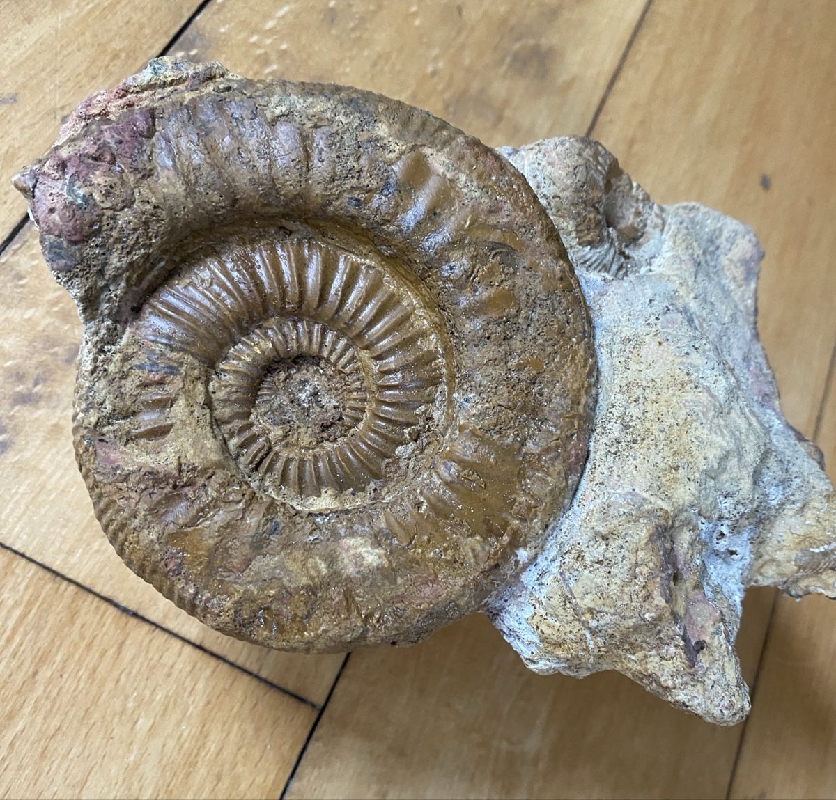 Fossili: Fossilienstufe sehr selten – Usato da Liestal venduto da Stephanoceras1 1