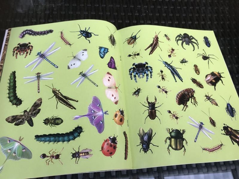 Aufkleber: Bugs and Insects Sticker Activity Fun – Gebraucht aus Bergdietikon von book-4-you 1