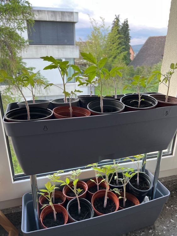 Tomaten Setzlinge Kaufen auf Ricardo