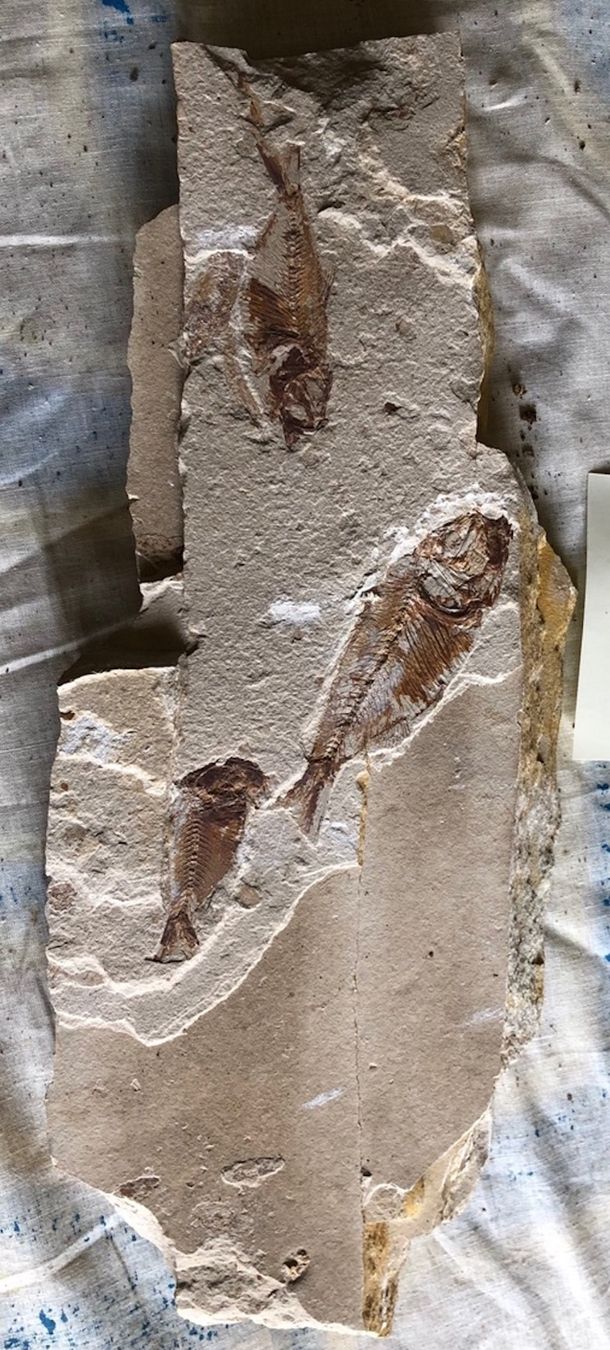 Fossiles: Fossiler Fisch – Neuf (Voir description) à Seelisberg par Mike7000 7