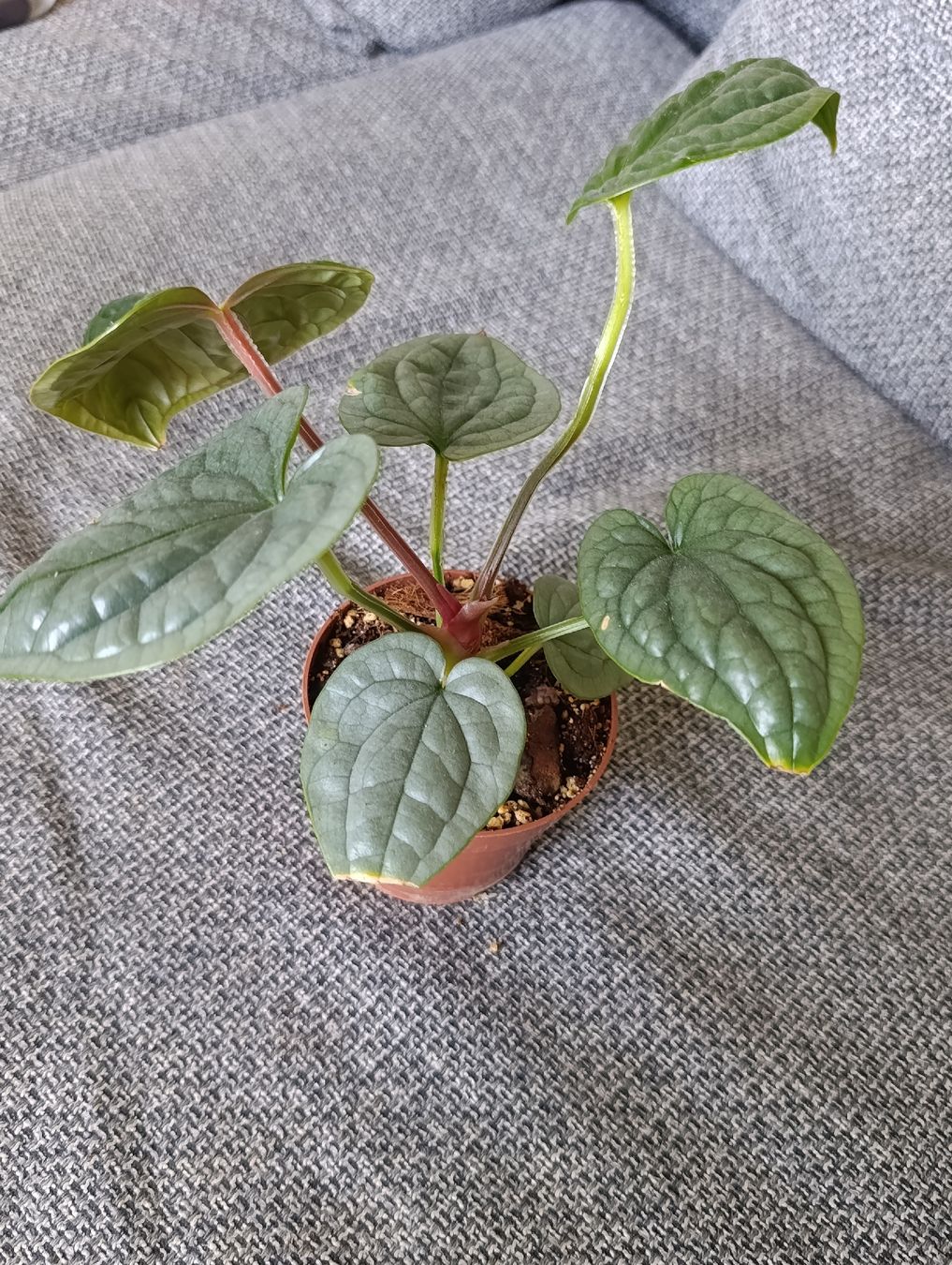 Piante & sementi: Anthurium Luxurians – Nuovo (secondo la descrizione) da Baar venduto da L.isa28 4