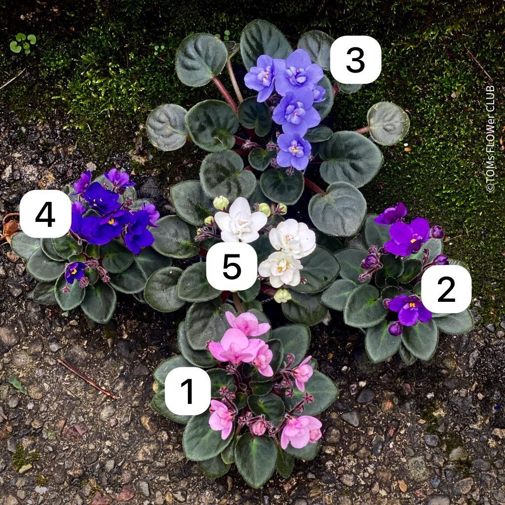 Piante & sementi: Saintpaulia Ionantha / African Violet – Nuovo e nell'imballaggio originale da Adliswil venduto da astom369 1