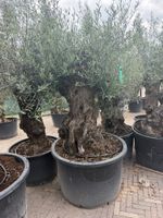 Olivenbaum alt Solitärpflanze im Kübel mit Charakter