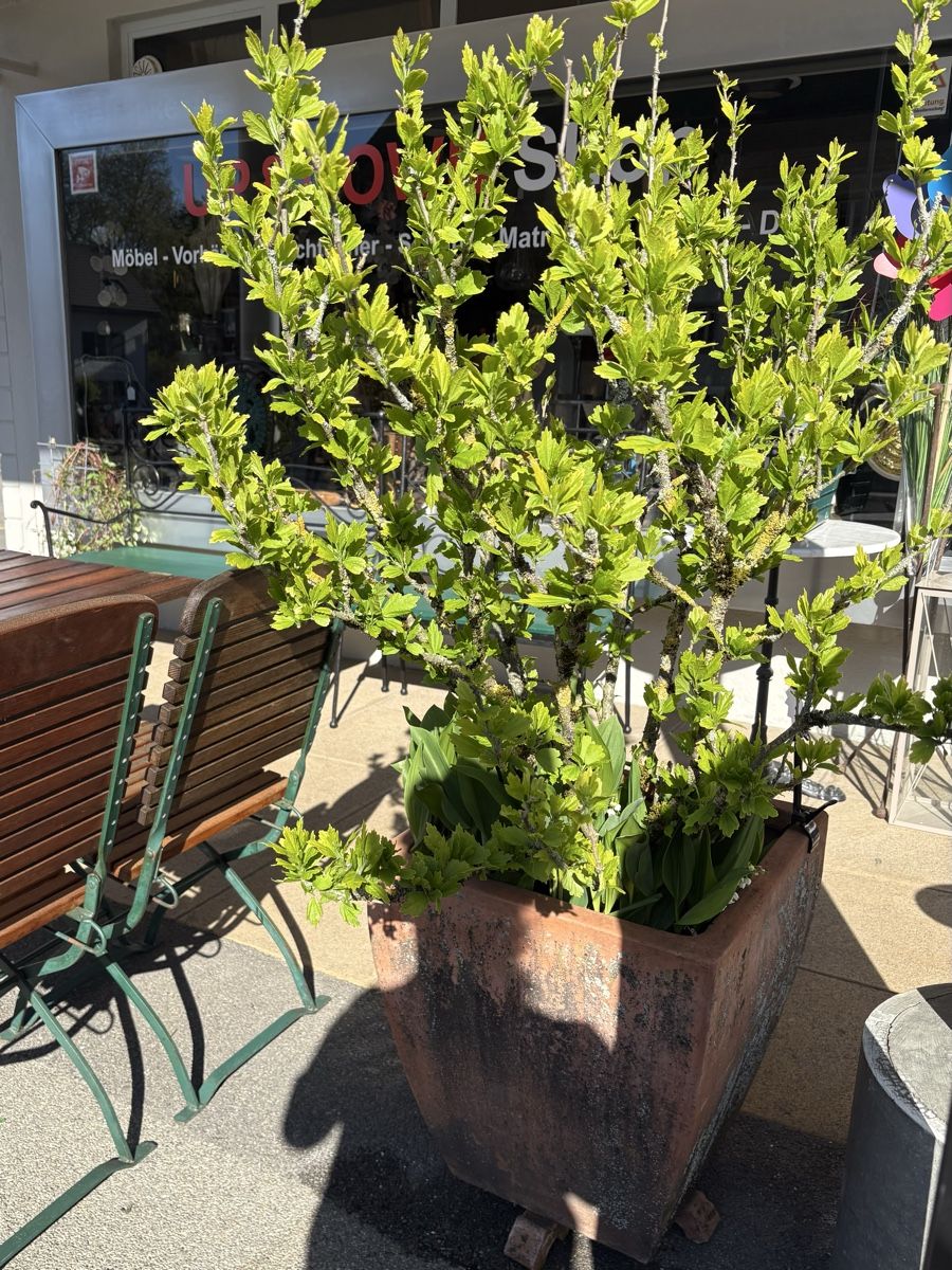 Pflanzen & Samen: Hibiskuspflanze  – Gebraucht aus Uster von upanddown23