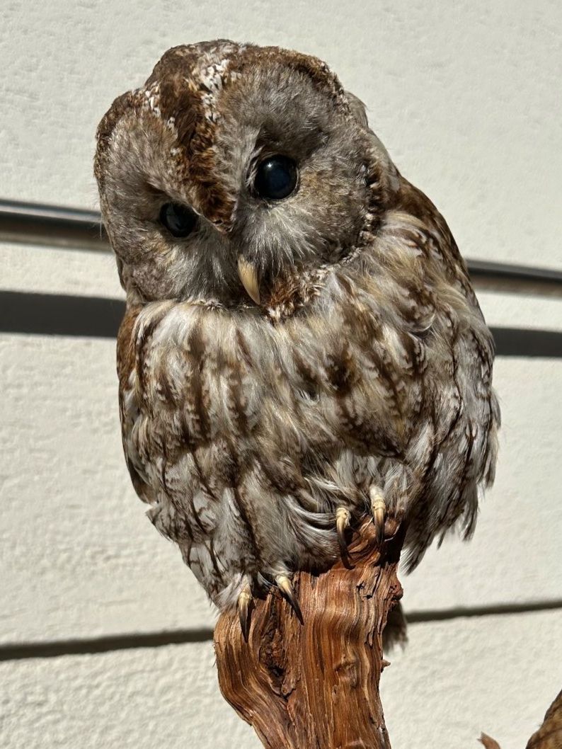 Welt der Tiere: Präparierte Waldkäuze – Gebraucht aus Bubikon von Grischoni1 2