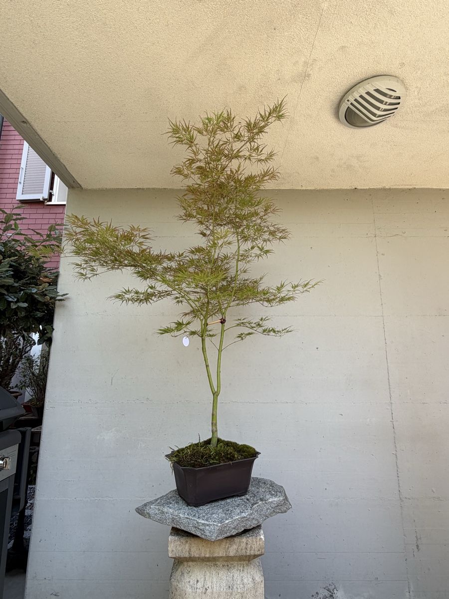 Piante & sementi: Japanischer Schlitzahorn  – Usato da Gossau SG venduto da SolitariusBotanica 4