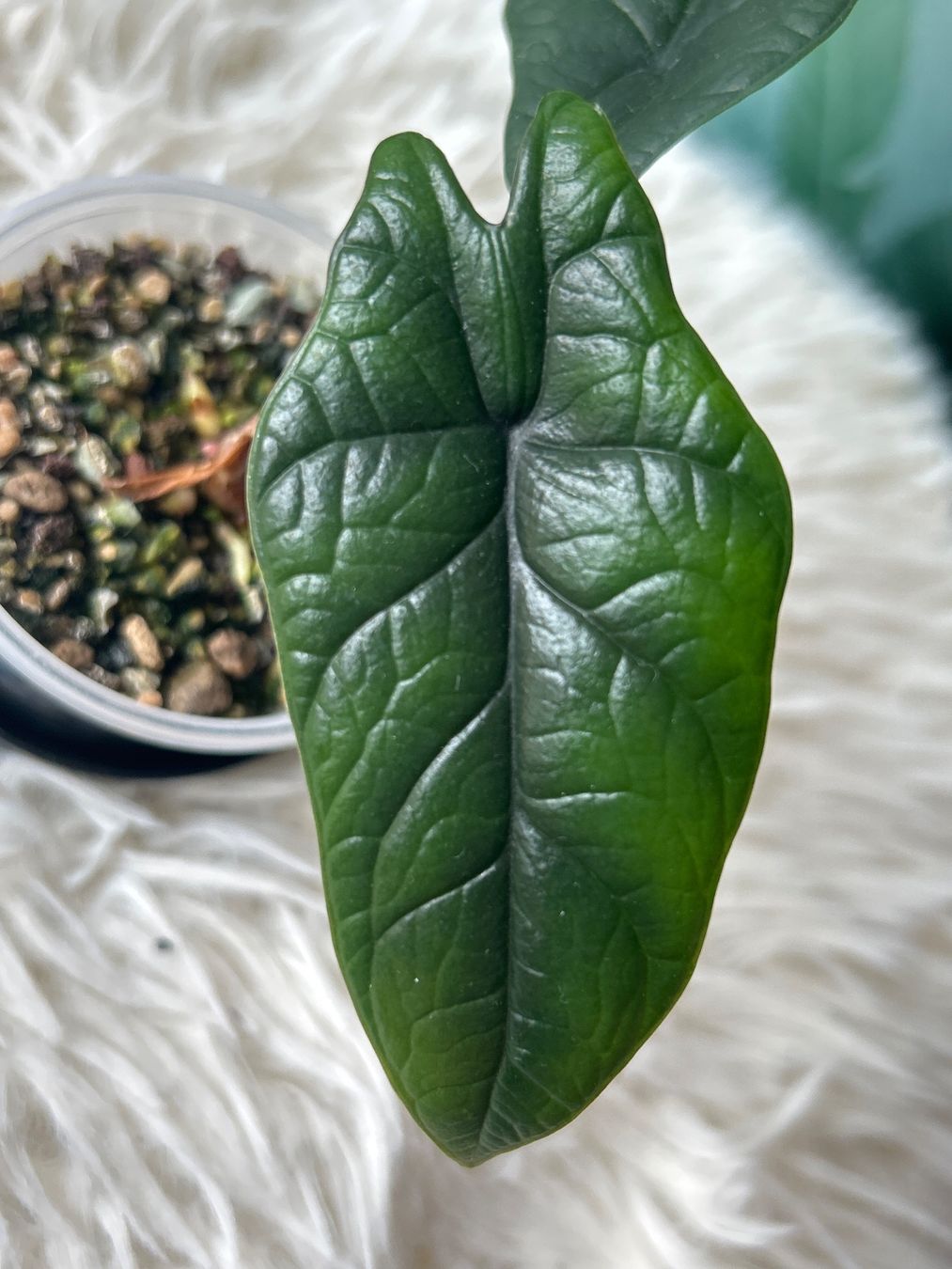 Piante & sementi: Alocasia Scalprum Aurea – Nuovo (secondo la descrizione) da Scherzingen venduto da Elefantenohr.ch 1