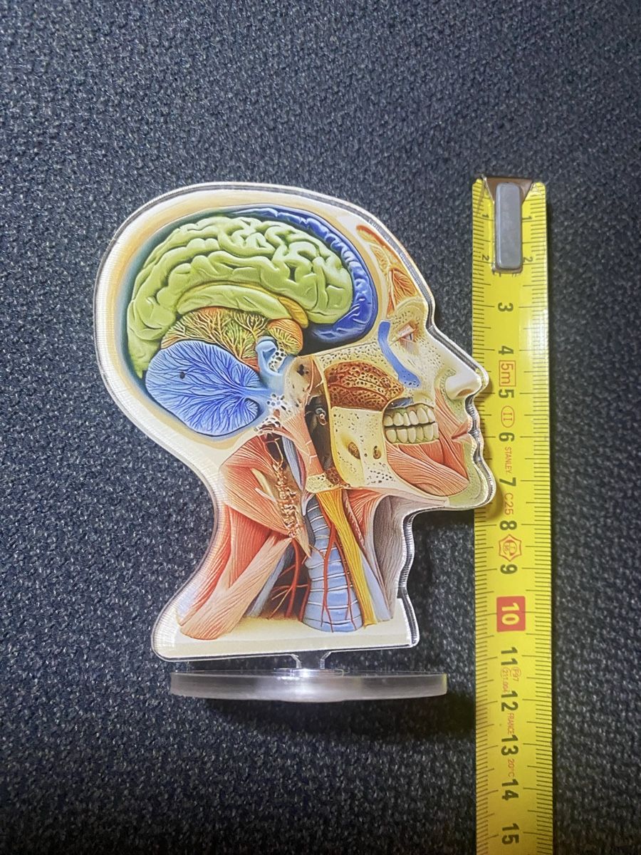 Kit di modellismo & Modellini statici: Anatomie Modell Kopf -  2Dimensionales Model – Usato da Berikon venduto da Samurai67ch