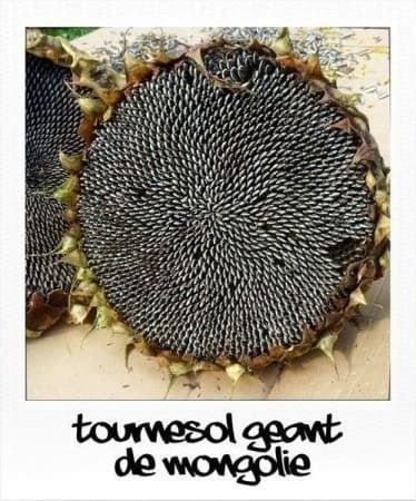 Piante & sementi: TOURNESOL GEANT (RARE DE MONGOLIE) 5g – Nuovo (secondo la descrizione) da Bremblens venduto da FIBONACCI369 1