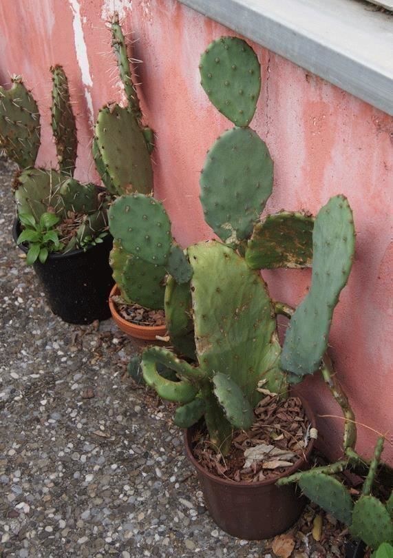 Piante & sementi: Winterharter Kaktus Opuntia engelmannii – Nuovo (secondo la descrizione) da Geroldswil venduto da botanicals 1