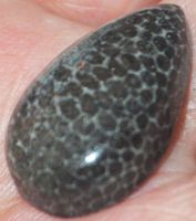 Cabochon L-1829 – Schwarze Fossil Koralle 25x15mm