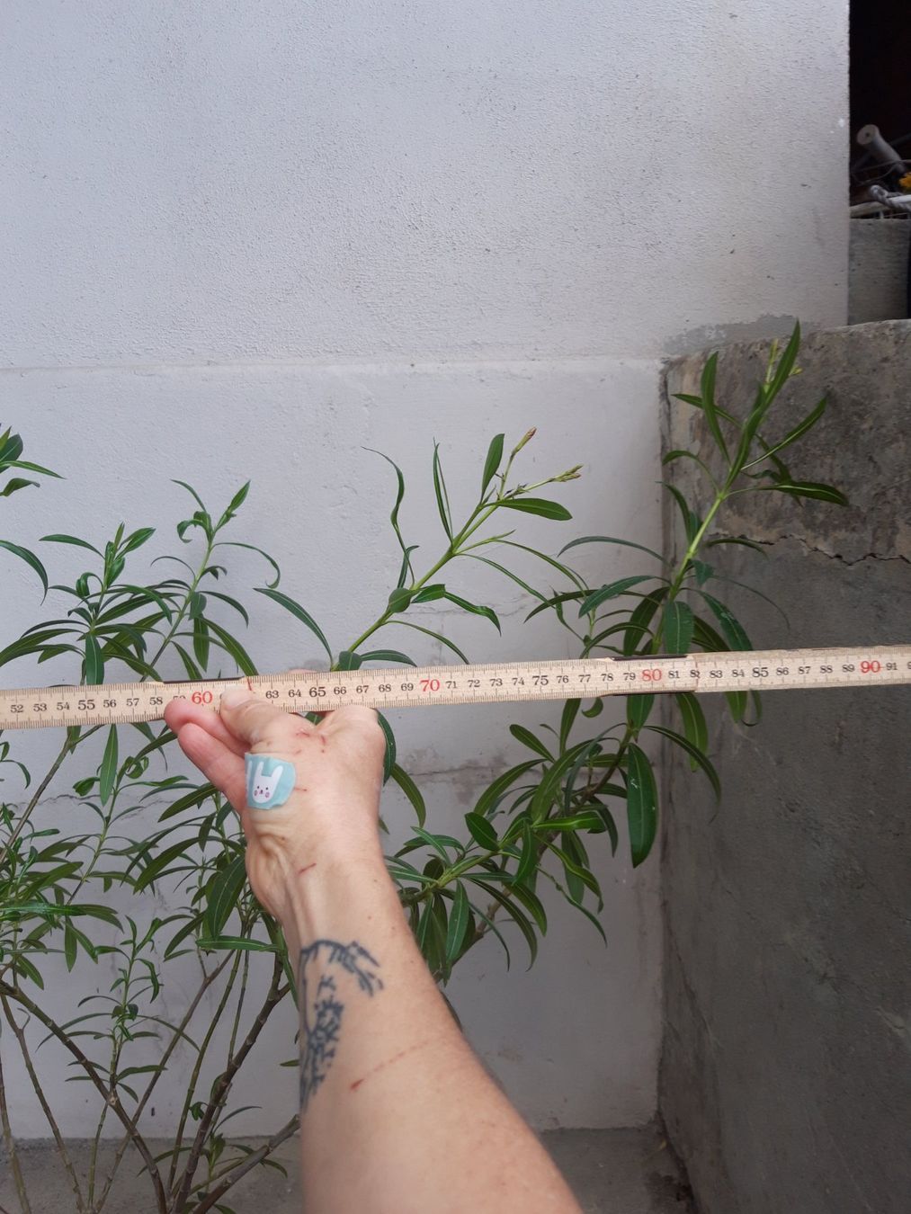 Piante & sementi: Oleander gross ohne Topf – Usato da Feuerthalen venduto da tanatha_st 6