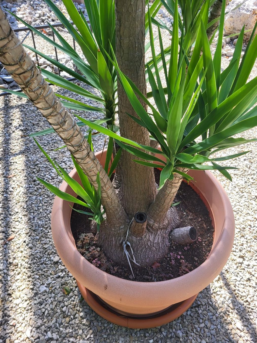 Pflanzen & Samen: Grosse Yuca Palme – Gebraucht aus Unterkulm von siro5726 4