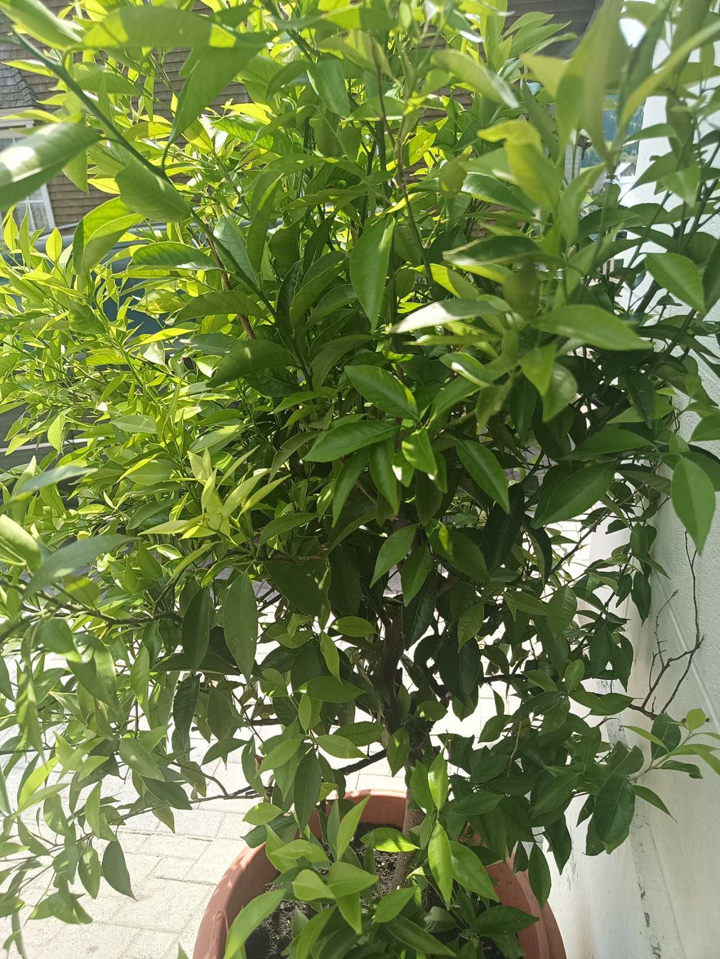 Pflanzen & Samen: Mandarinenbaum – Gebraucht aus Oberegg von A-Z.Handel.Loehrer 3