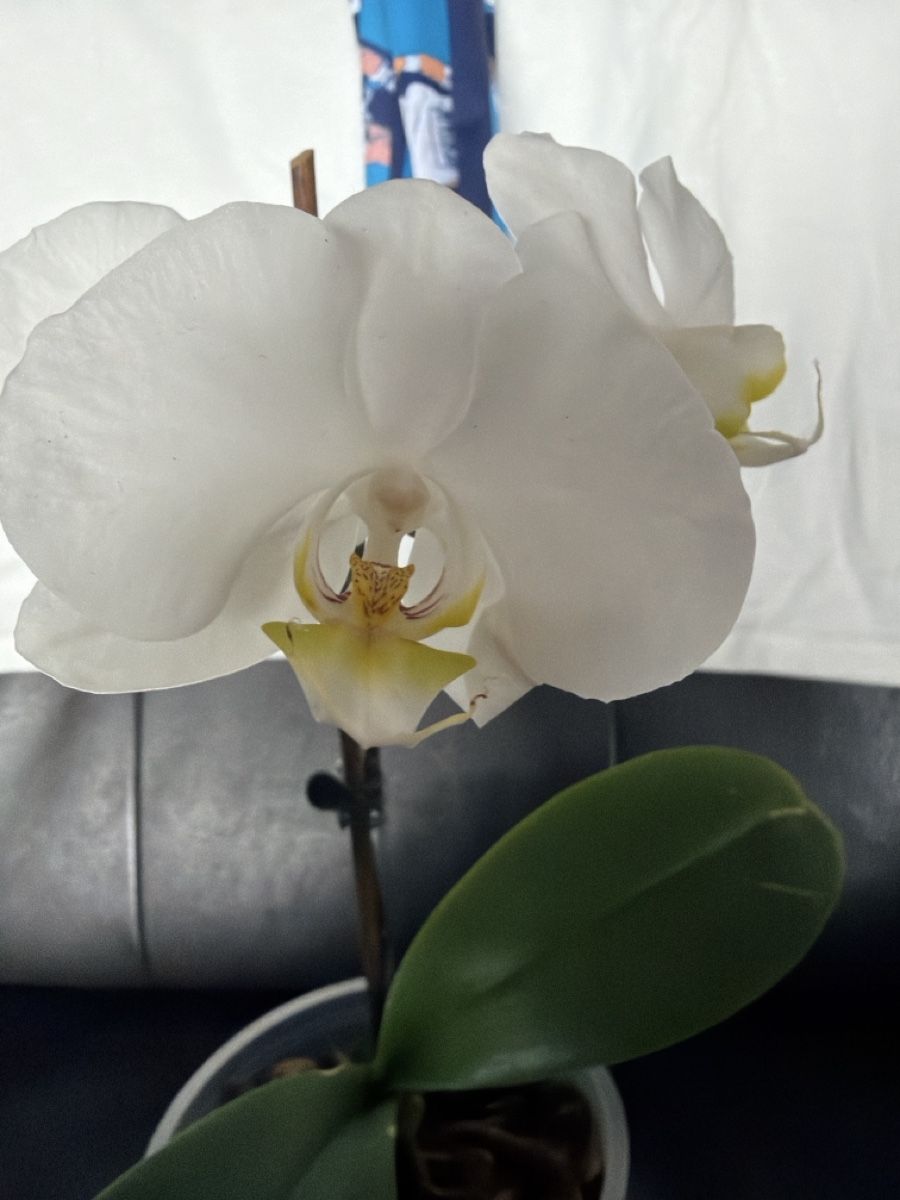 Piante & sementi: Wunderschöne Phalaenopsis Orchidee mit weissen Blüten – Usato da Opfershofen TG venduto da dan_nxk8 3