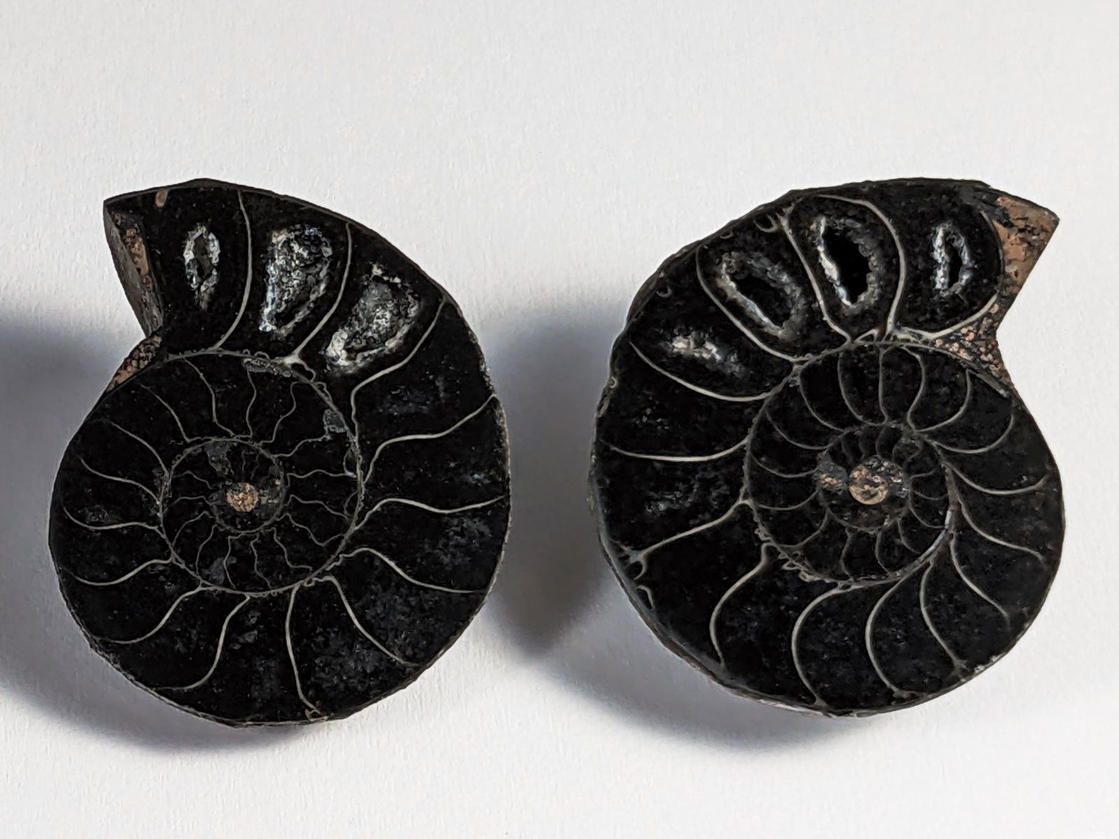 Fossili: Schwarzes Ammonit Fossilien Paar 29mm – Nuovo e nell'imballaggio originale da Meilen venduto da StoneGarden