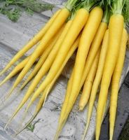 100 SAMEN GRAINES SEMI SEEDS СЕМЕНА “JAUNE DI DOUBS»