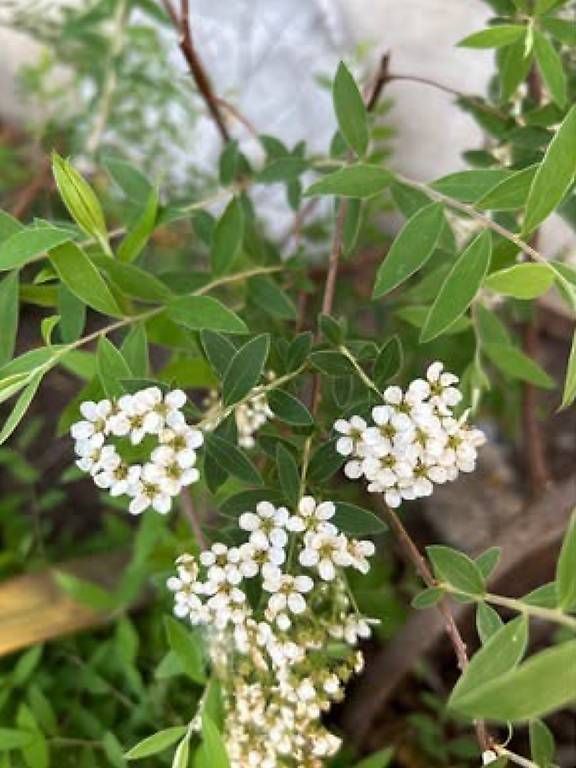 Piante & sementi: Nippon Spierstrauch  – Usato da Frauenfeld venduto da Irene.Schuppli