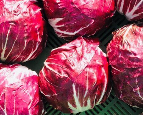Pflanzen & Samen: 100 SAMEN ROTE ZICHORIE VON VERONA – Neu und originalverpackt aus Rovio von POSITIFFARTandPLANTS 3