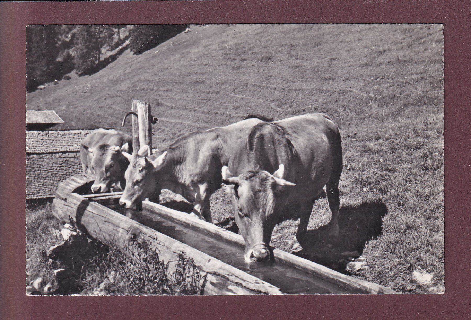 Ansichtskarten: VACHES - 1960 – Gebraucht aus Pully von nicecards