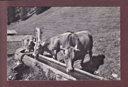 VACHES - 1960