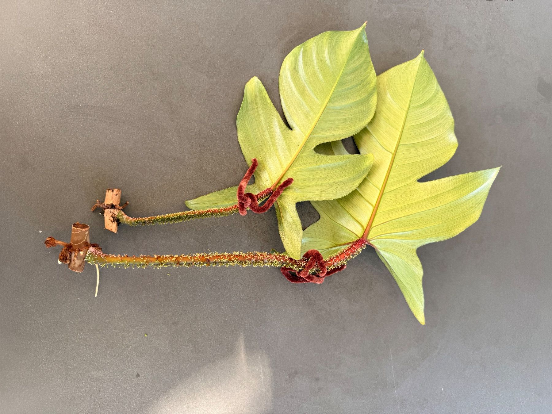 Piante & sementi: Philodendron Squamiferum 2/3 – Usato da Rafz venduto da jca_98p5 1