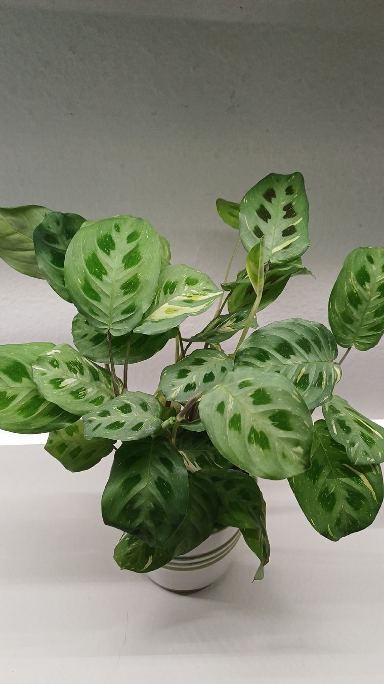 Pflanzen & Samen: Maranta Leuconeura – Gebraucht aus Bern von uwi_8t7x