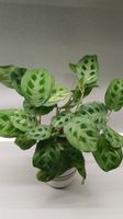 Maranta Leuconeura