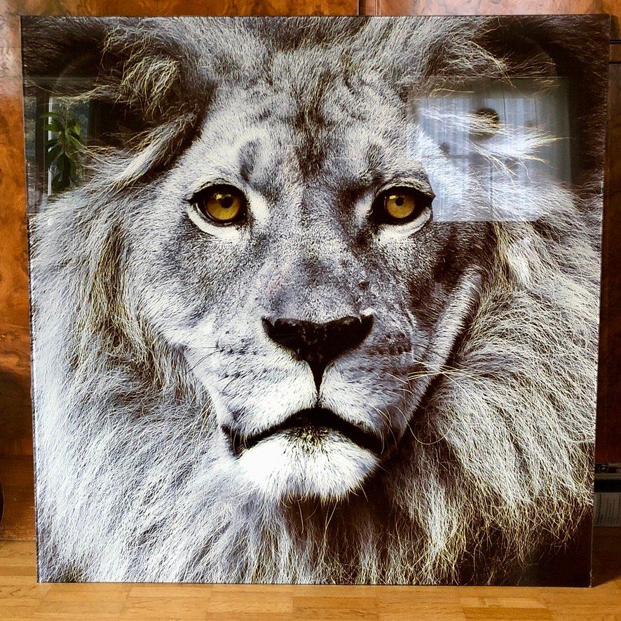 Poster & Bilder: Glasbild von Kare Löwe 80 x 80 cm – Gebraucht aus Zürich von nickee888