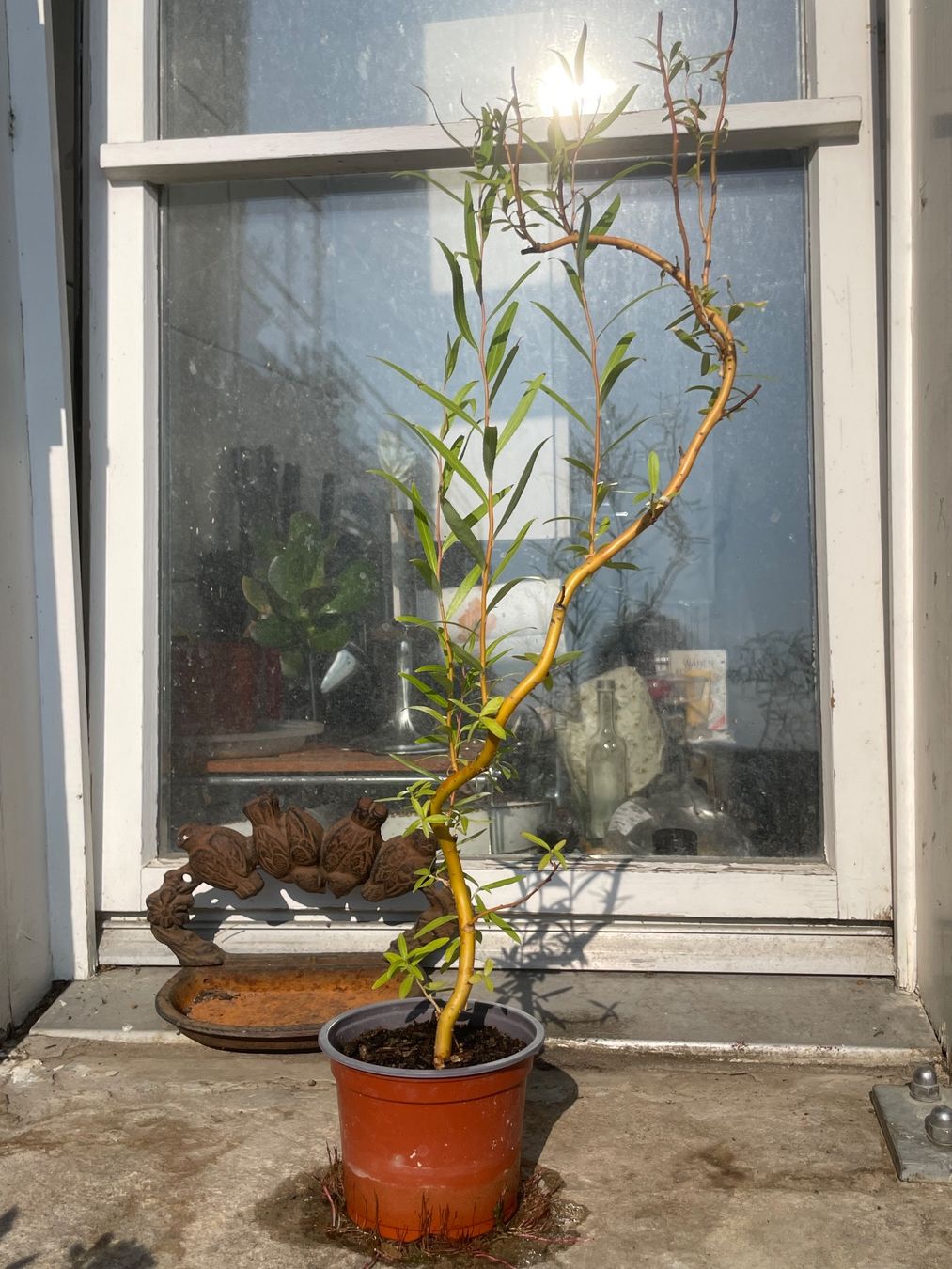 Plantes & graines: Korkenzieher Weide im Topf einjährig und gesund – D'occasion à Nidau par Beritundpan 1