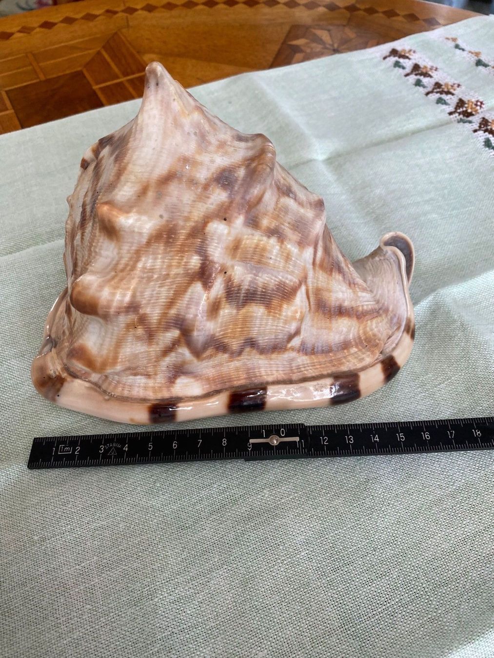 Fossili: Schöne gehörnte Helmschnecke – Usato da Zürich venduto da 2013tg 3